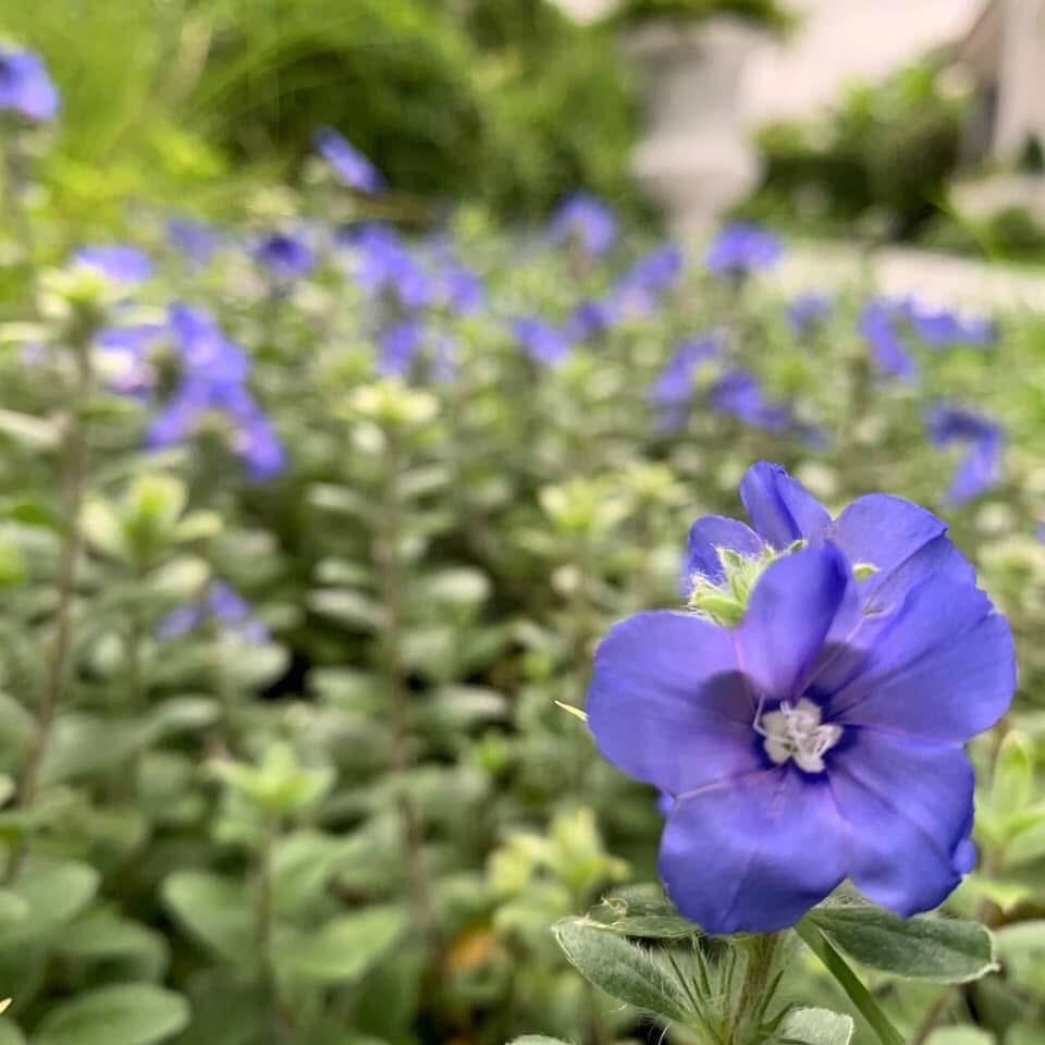 ผลงานออกแบบและจัดสวนโดย D.Garden Design แบบที่ 14