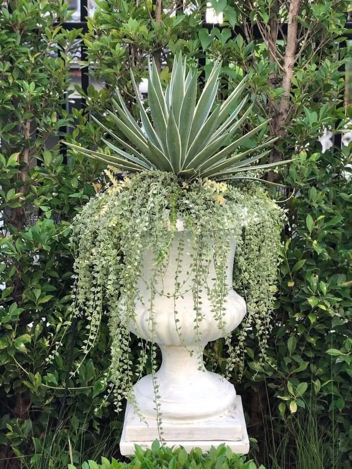 ผลงานออกแบบและจัดสวนโดย D.Garden Design แบบที่ 16