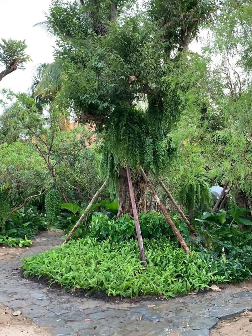 ผลงานออกแบบและจัดสวนโดย D.Garden Design แบบที่ 99