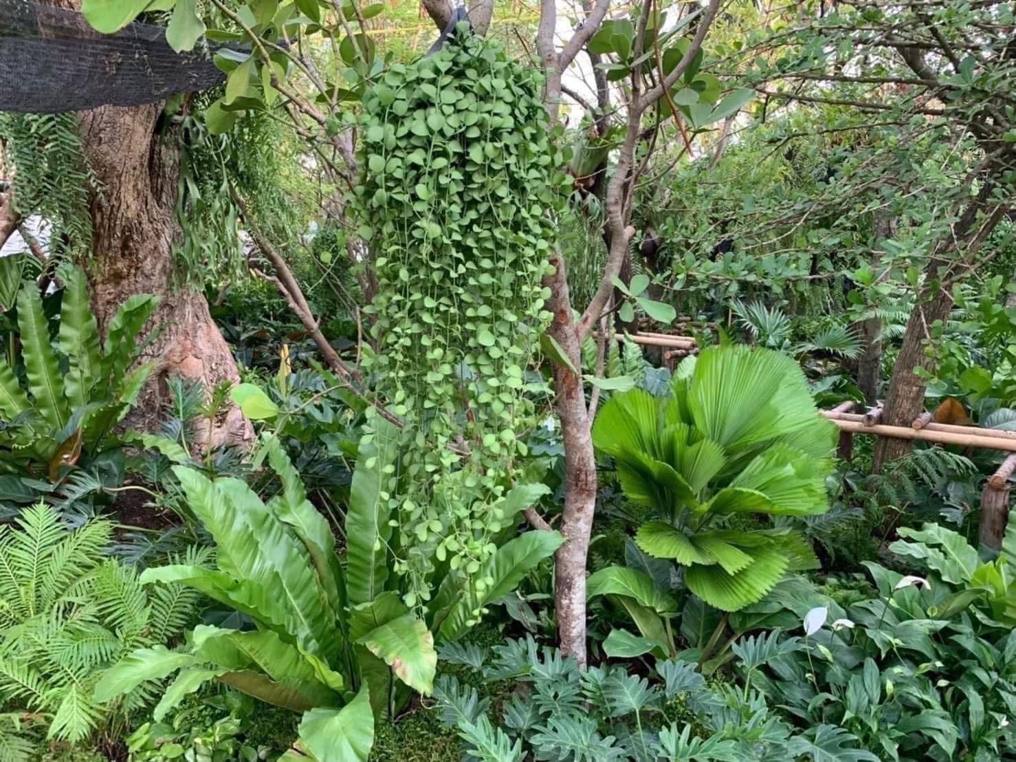 ผลงานออกแบบและจัดสวนโดย D.Garden Design แบบที่ 103
